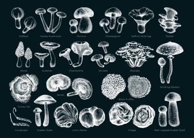 Edible mushrooms vector illustrations collection. Hand drawn food drawings. Forest plants sketches on chalkboard. Perfect for recipe, menu, icon, packaging, Vintage mushrooms outlines. Botanical set.